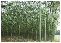 供應(yīng)山東濰坊2012年美國(guó)紅櫨最新批發(fā)價(jià)格,青州歐楓苗木基地_農(nóng)副產(chǎn)品_世界工廠(chǎng)網(wǎng)中國(guó)產(chǎn)品信息庫(kù)