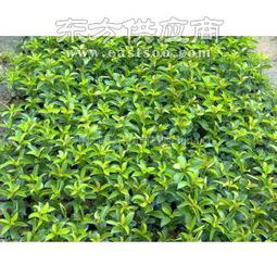 白銀香廠(chǎng)家 河南白銀香 如何種植白銀香樹(shù)苗圖片