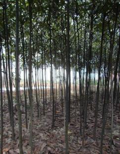 枇杷小苗 實生枇杷樹苗 枇杷苗木 綠化樹苗木 桂花_農副產品_世界工廠網(wǎng)中國產品信息庫